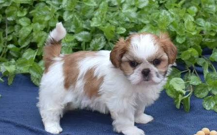 Long-haired and short-haired Chishi Chihuahua Shih Tzu mix coat comparison