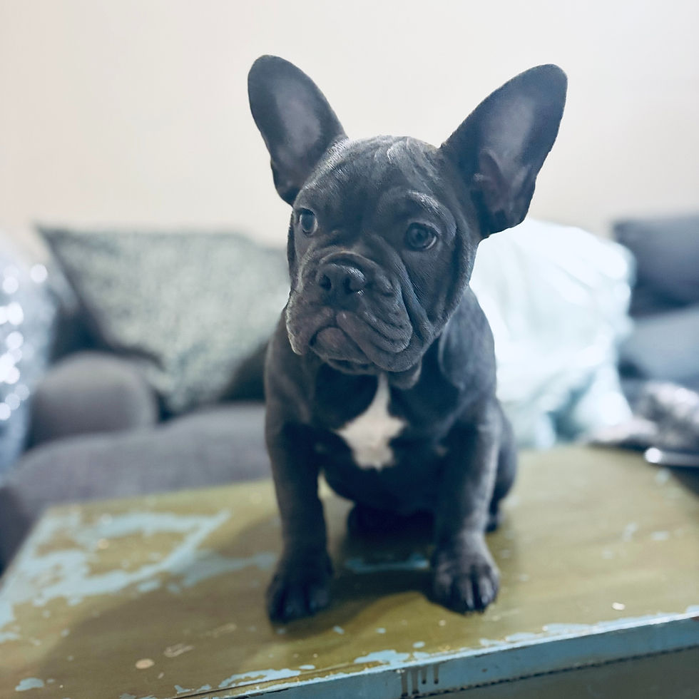 Millie the 4 month old Female for Adoption with Rescue French Bulldogs RFB