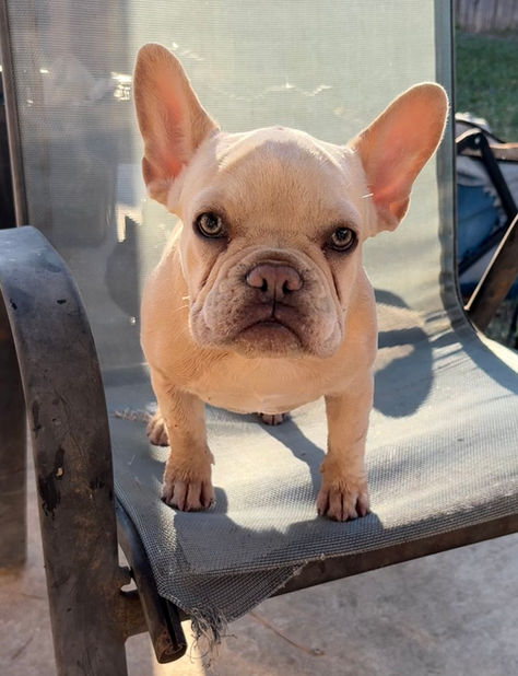 Mina the Rescue Frenchie ready for Adoption