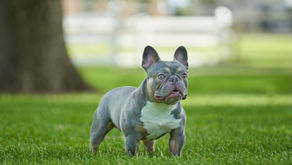 Don Chino, the Visionary Behind the Miniature French Bulldog Legacy