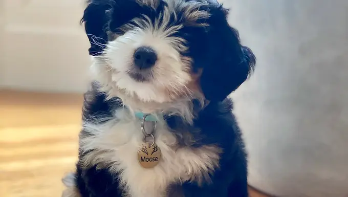 Can You Register a Mini Bernedoodle without Papers