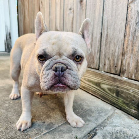 Daisy the French Bulldog Rescue *COMPLETED