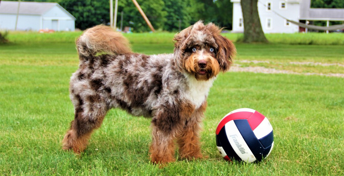 how do i transfer ownership of my dog into my name