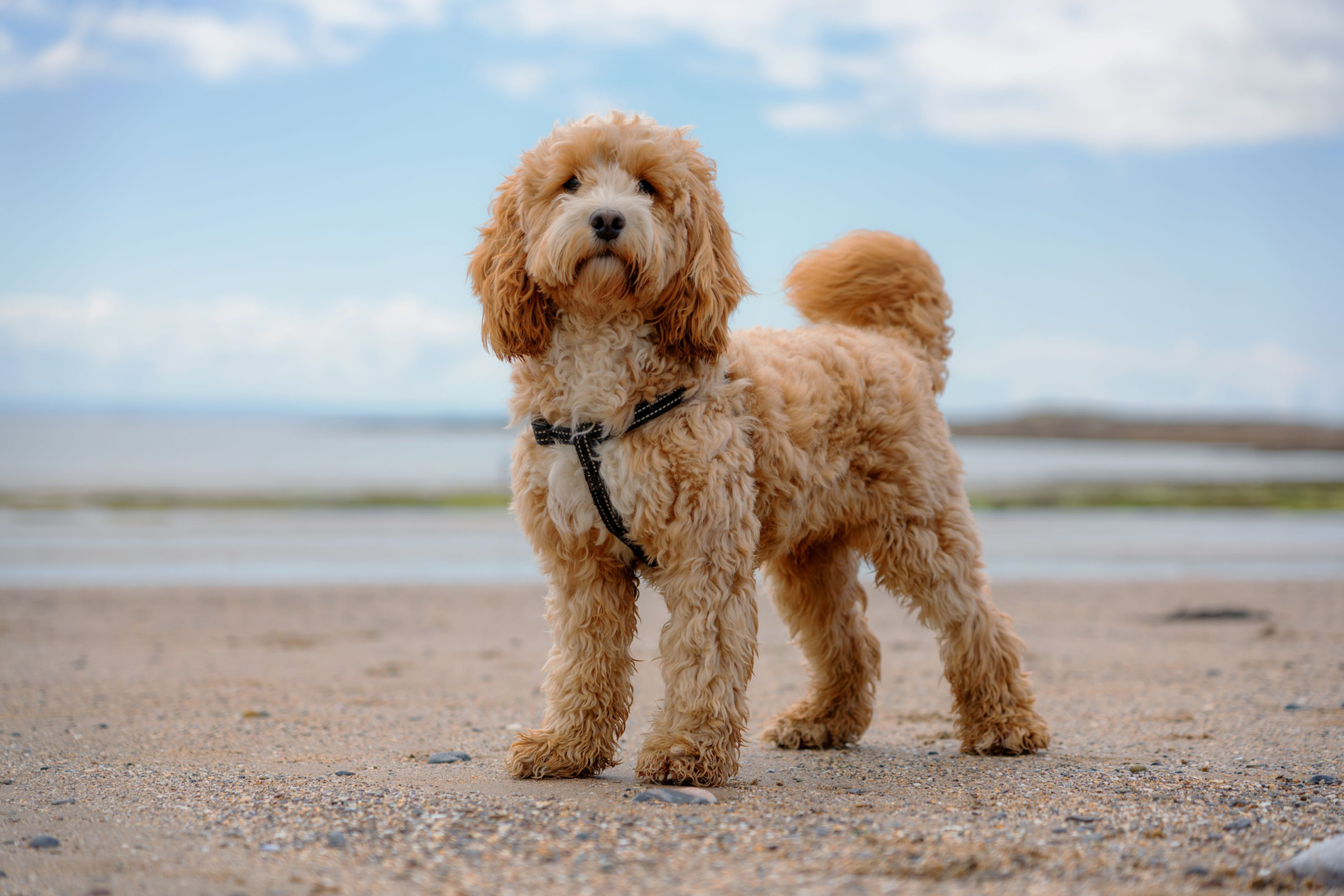 Cockapoo Designer Can you Register a Litter of Cockapoo Puppies | Designer Dog