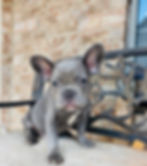 blue french bulldog female rescue for adoption in usa