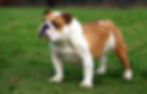 miniature english bulldog