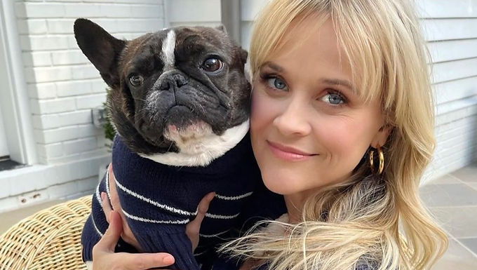 french bulldog rescue