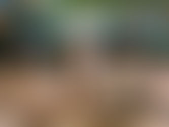 How to Become a Pet Boarder in Singapore: A Complete Guide