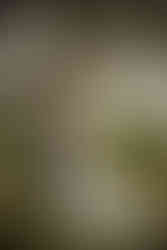 groom kissing bride's cheek