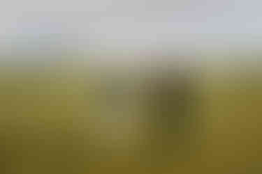 couple holding hands in field