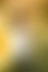 Sunflower farm sister photo shoot