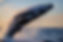 humpback-whale-breaches-close-to-whale-watching-ve-2023-11-27-05-15-37-utc.jpg