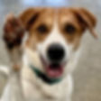 Dixie3_crop