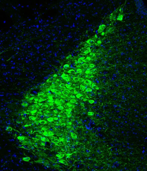 Source: https://news.mit.edu/2020/scientists-identify-brain-region-circuits-controlling-attention-1103