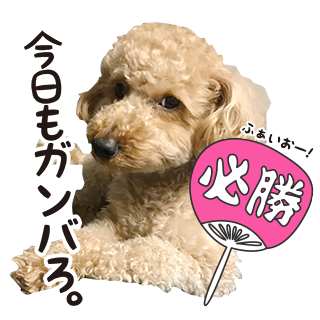 サムネイル： バラエティーセット2 ↑