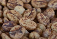 Honey and Other Coffee Bean Processing