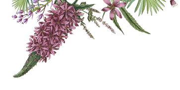 Illustrated Flowers 2_edited_edited.png