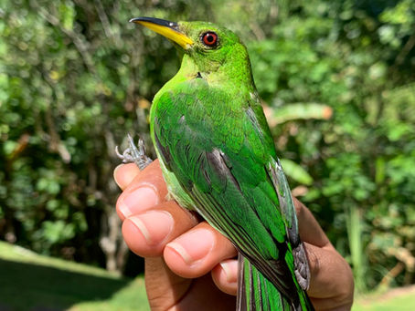 Welcome to the Trinidad and Tobago Bird Observatory and Research Centre (TTBO)