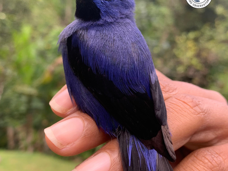 From the Field to Your Screen – Conservation Field Notes on the Purple Honeycreeper