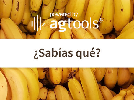 SABÍAS QUÉ... BANANAS
