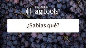 SABÍAS QUE… UVAS