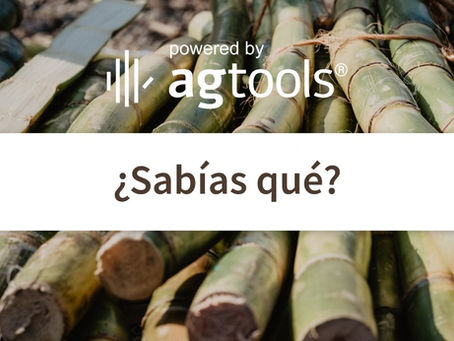 SABÍAS QUE… CAÑA DE AZUCAR