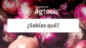 SABÍAS QUÉ... CEBOLLA