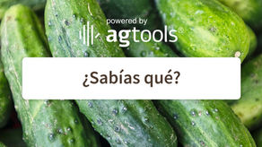 SABÍAS QUE… PEPINOS