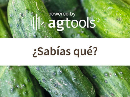 SABÍAS QUE… PEPINOS
