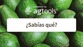 SABÍAS QUE… AGUACATE