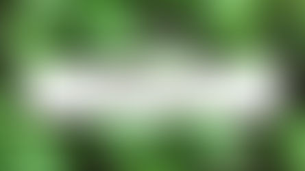 SABÍAS QUE… AGUACATE