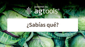 SABÍAS QUE... REPOLLO