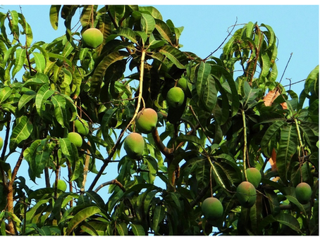 Crop Timing, Phenology and Climate Challenges Threaten Mango Production