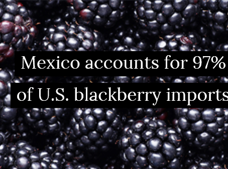 Blackberry prices on the rise