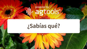 SABÍAS QUE… GERBERA