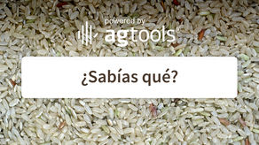 SABÍAS QUE… ARROZ