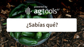 SABÍAS QUE… JALAPEÑO