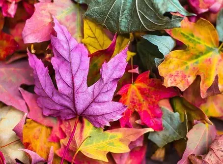 We are Surrounded by Phenological Expressions.