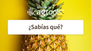 SABÍAS QUE… PIÑA