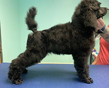 good structure black standard akc poodle puppy