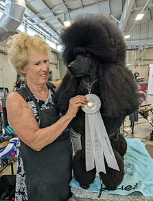 river- sire akc standard poodle grand champion show dog