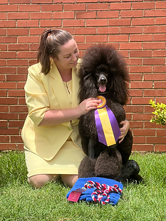 pretty akc standard poodle at a dog show winning in Texas and Oklahoma