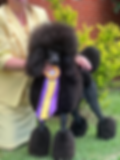 standard poodle winning best of breed .HEIC