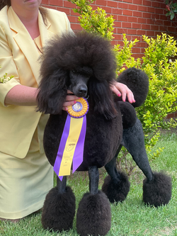 standard poodle winning best of breed