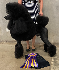 River the AKC standard poodle grand champion sire of the upcoming litter profile
