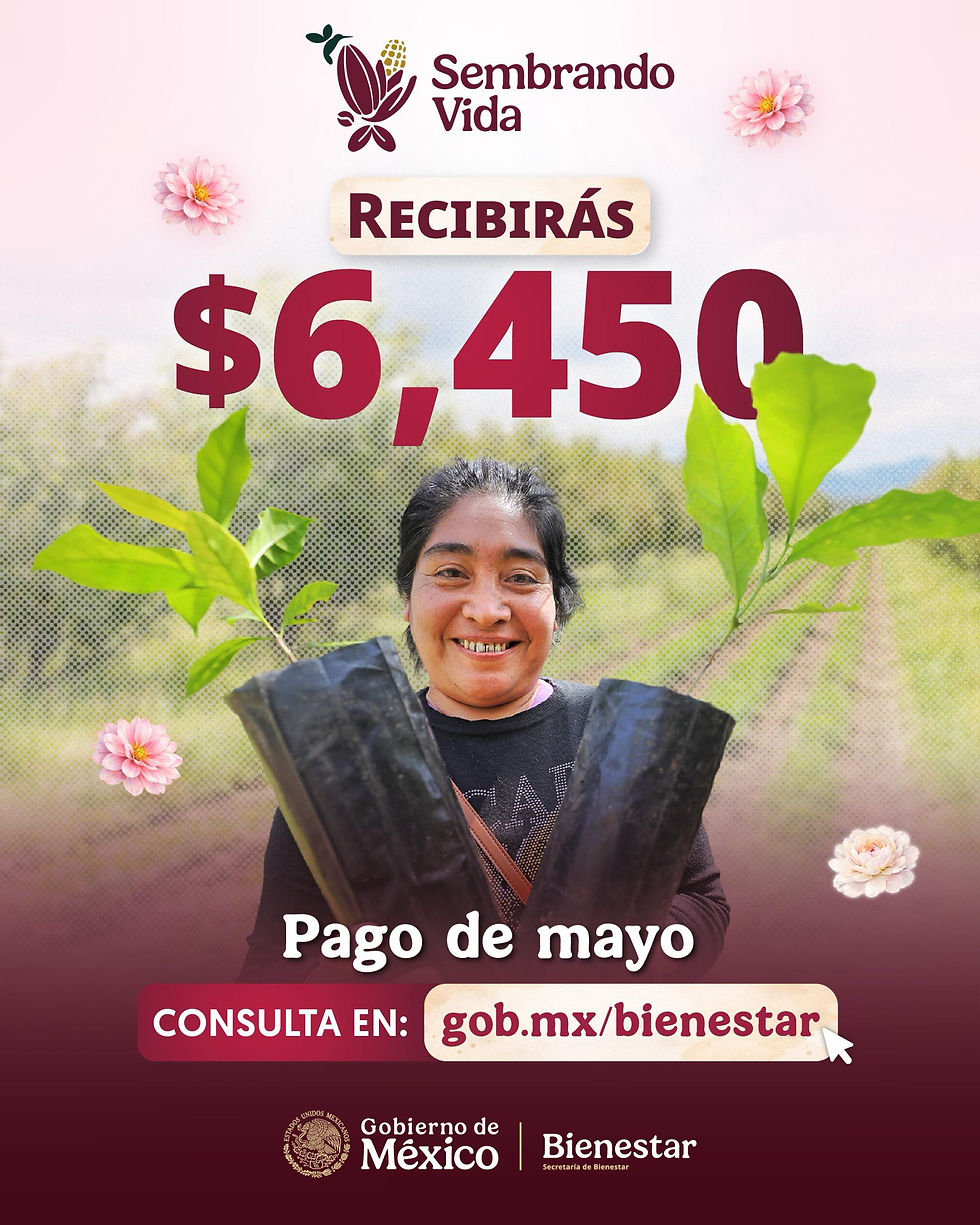 Bienestar paga el jornal de mayo, en el programa Sembrando Vida