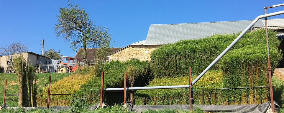 osier vivant pour architecture végétale et osier à blanchir