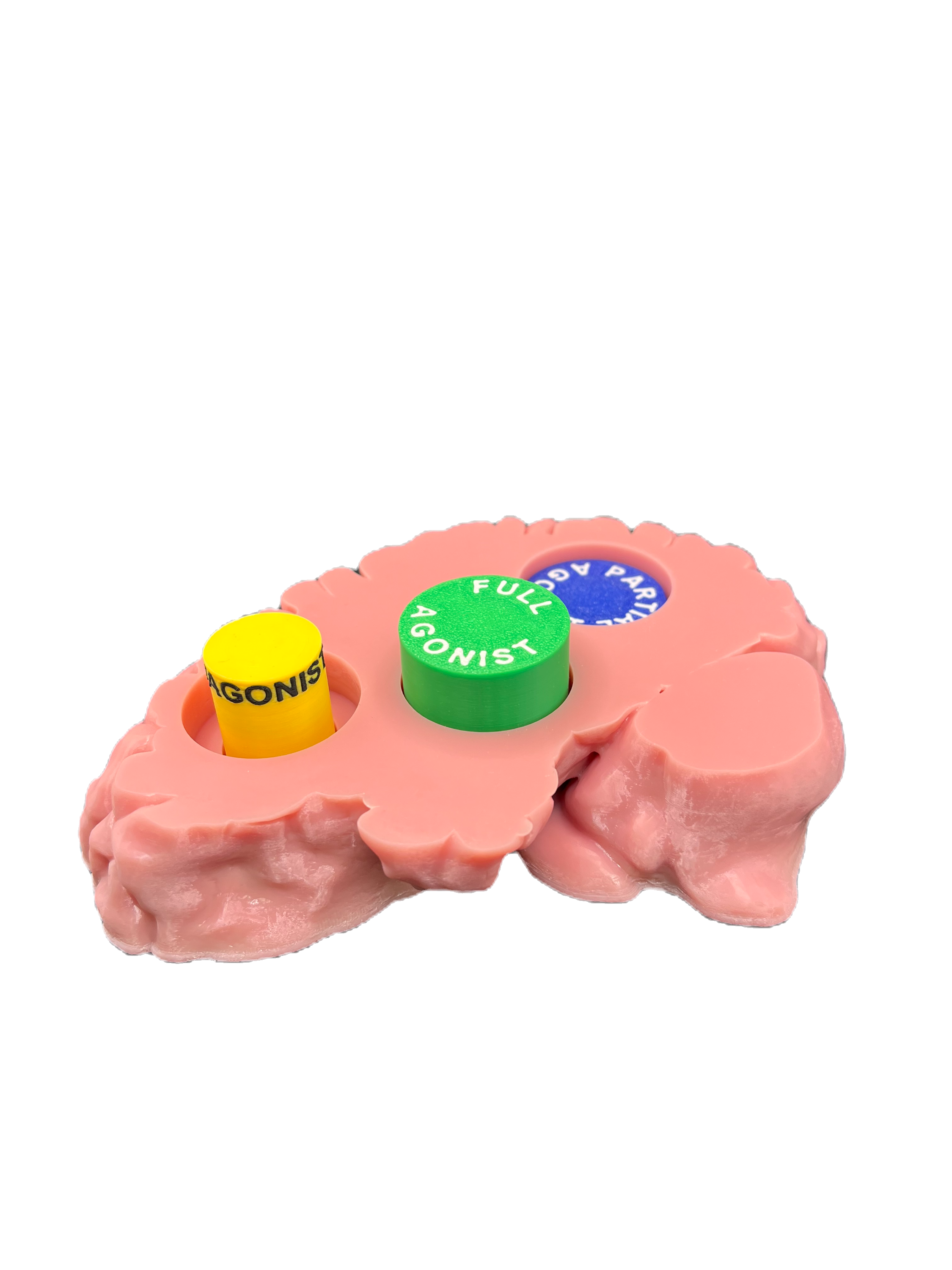 Brain & Peg Model