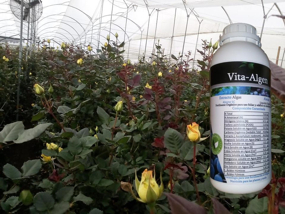 Presentacion de productos para la pagina