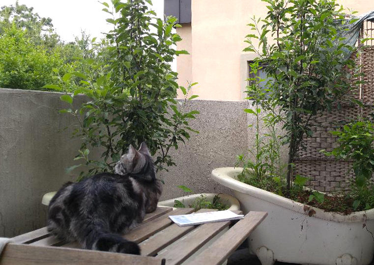 studio_terrace